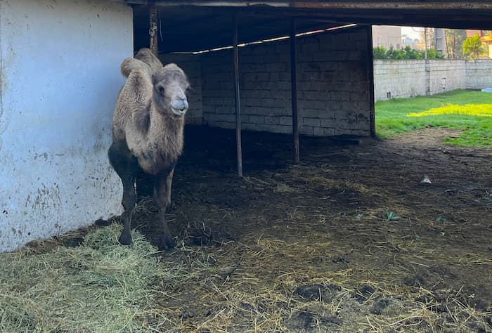 شار باغ وحش شاهپور بابلسر